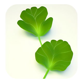 Gotu Kola