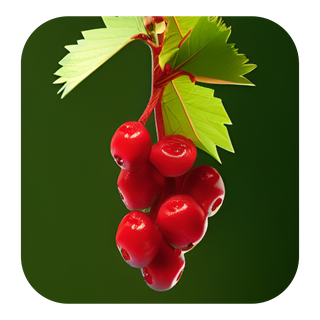 HAWTHORN BERRY