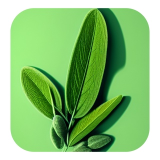 Sage