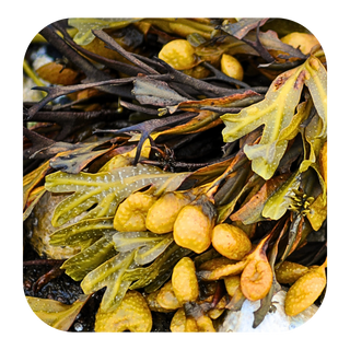Norwegian Kelp