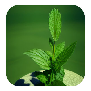 SPEARMINT