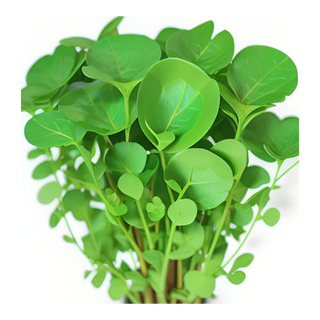 Watercress